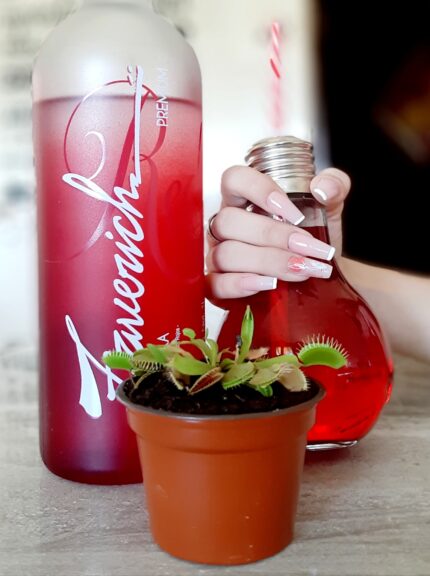 Vaso foco